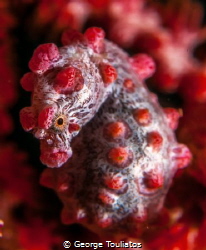 Pygmy Seahorse!!! by George Touliatos 